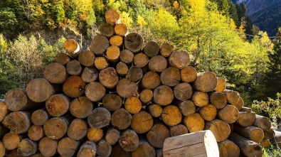 madera reciclada cortada en troncos pequeños en un bosque
