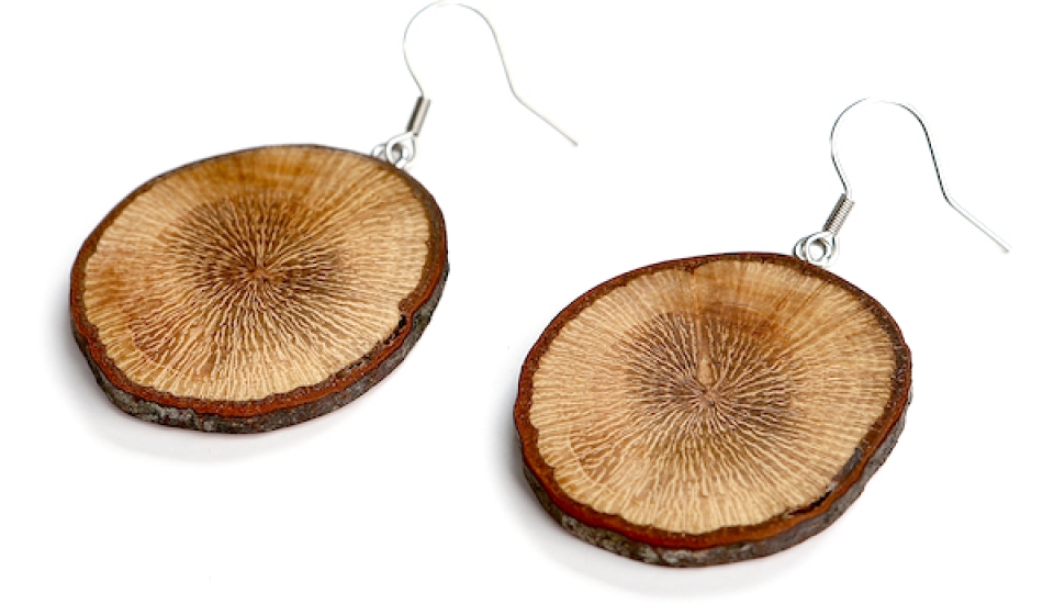 pendientes madera natural de Encina enganches en gancho en acero