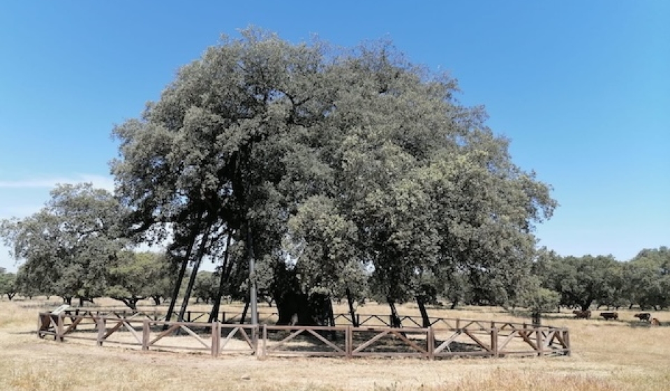 Encina-la-terrona-árbol-milenario